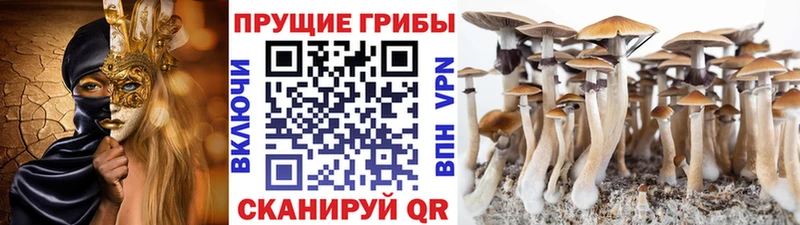 Псилоцибиновые грибы GOLDEN TEACHER  Купить  Весьегонск 